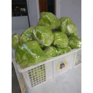 Lettuce